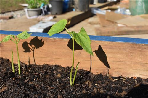 Week 6 Beans 